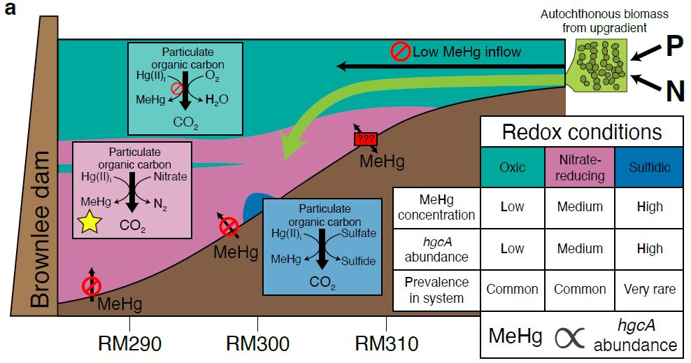 Conceptual diagram of the environmental controls on methylmercury formation in a reservoir