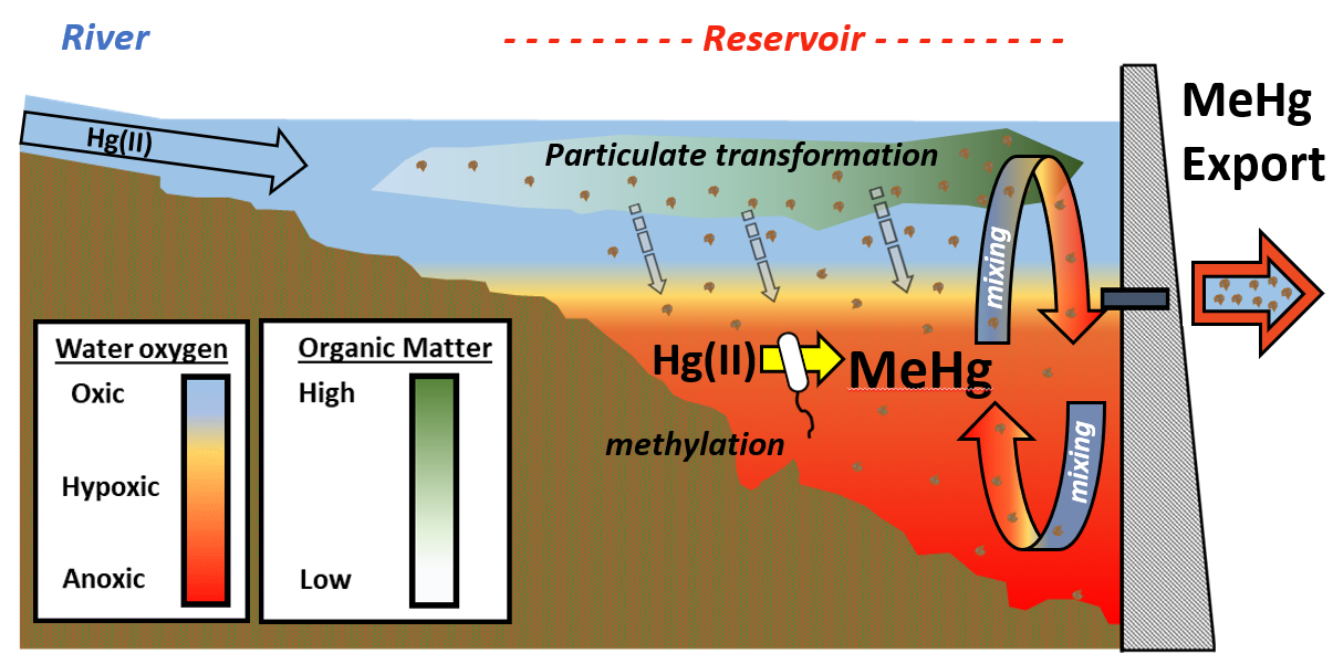Conceptual diagram of the environmental controls on methylmercury formation