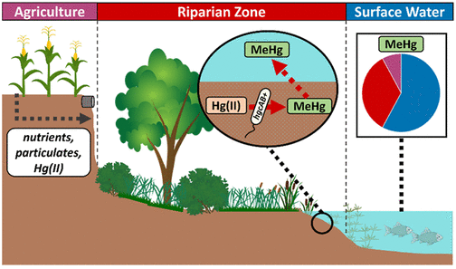 Conceptual diagram of the study results