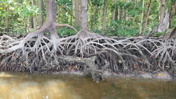 photo of mangroves as low tide