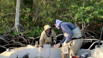 Photo of individuals sampling pore water from coastal mangroves in Florida