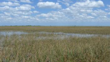 Sawgrass marsh of the Florida Everglades