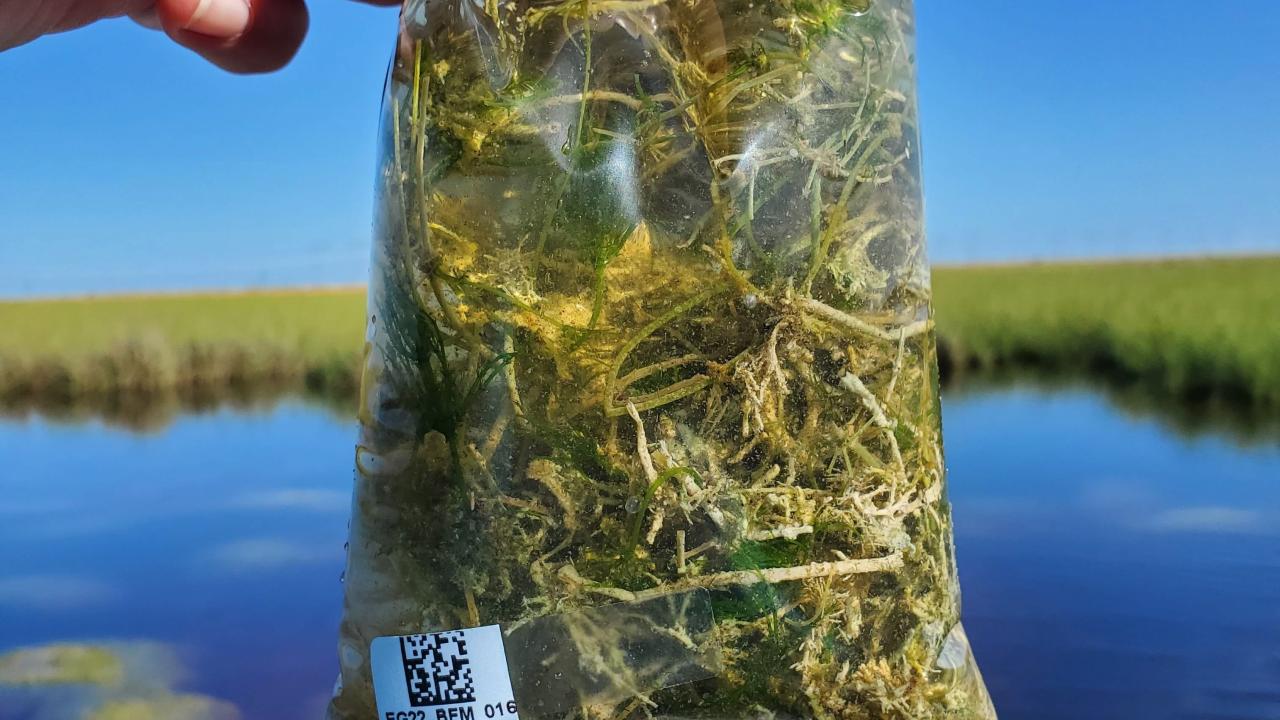 Periphyton from the Florida Everglades for incubations