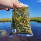 Periphyton from the Florida Everglades for incubations